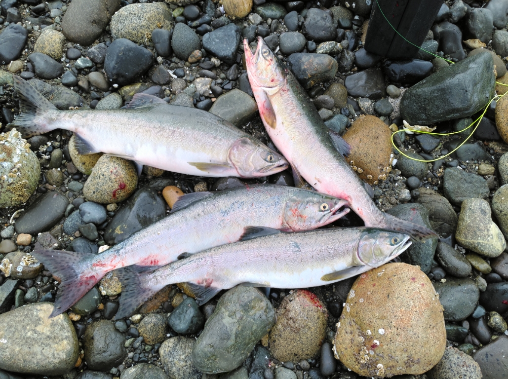 4 pink salmon caught on the fly